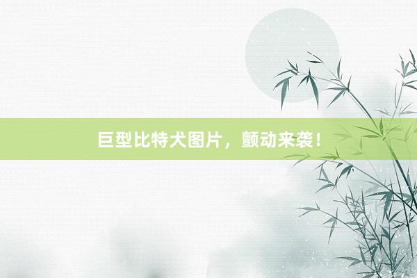 巨型比特犬图片，颤动来袭！